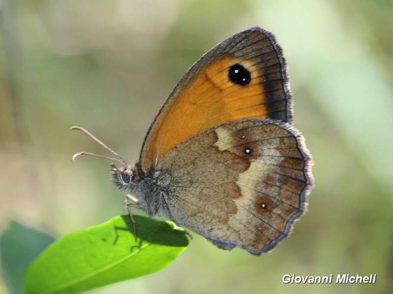 Pyronia tithonus